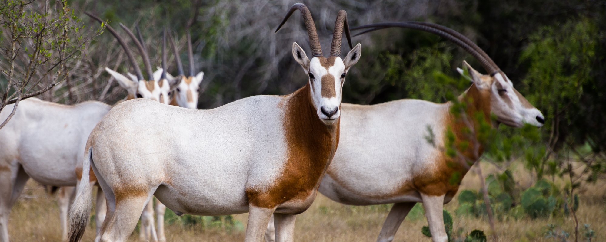 Scimitar Horned Oryx