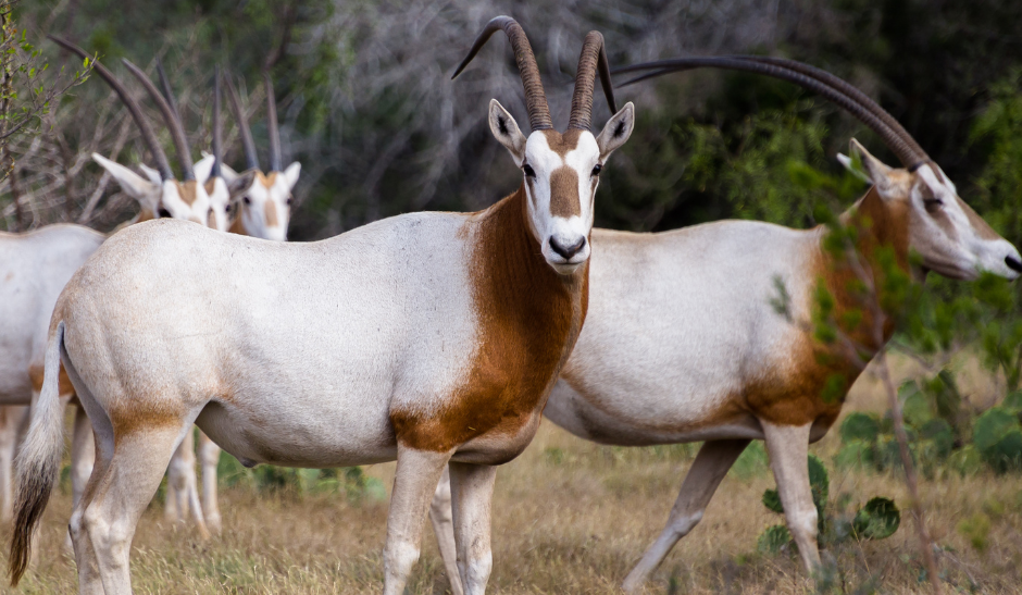 Texas Turnkey Ranch | Premier Exotic Deer Ranching Consultation