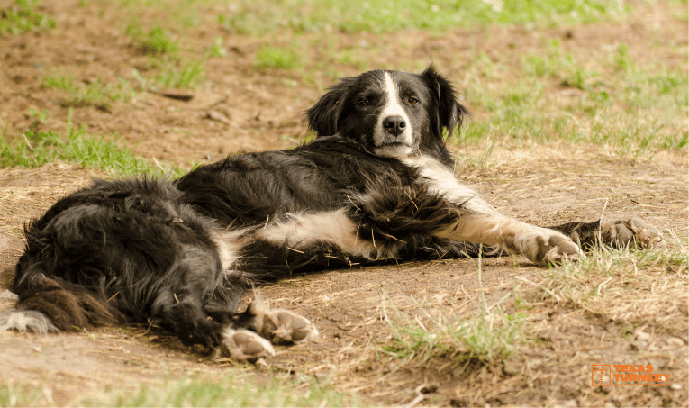 resting ranch dog on grass