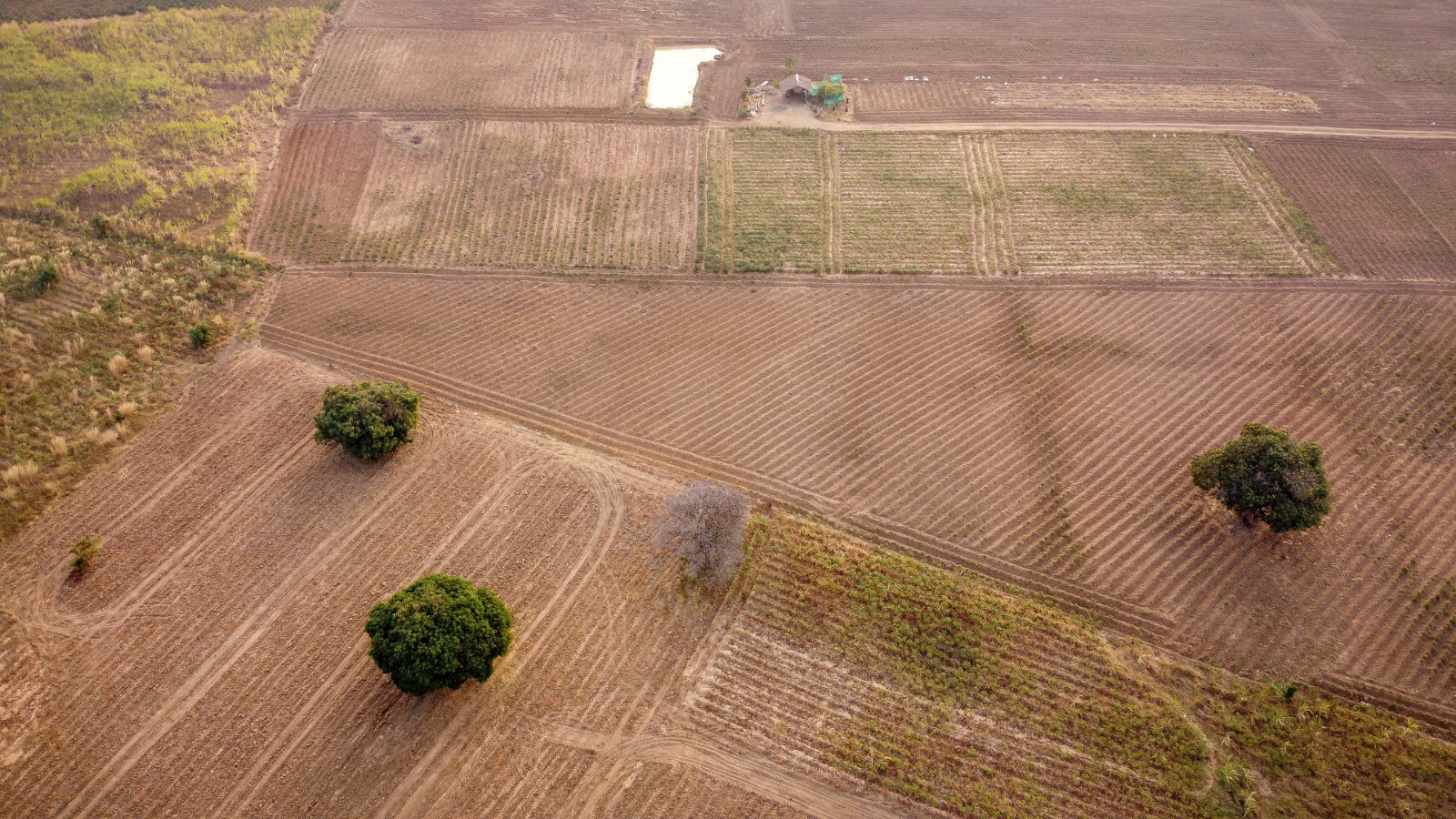 Food Plots