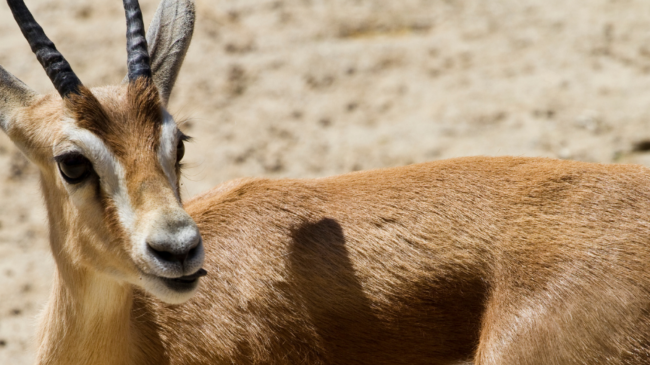 Maintaining full feeders for healthy exotic deer, native whitetail deer, and livestock