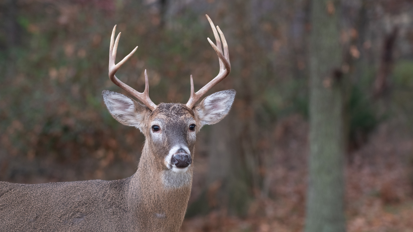 Native Deer Ranching