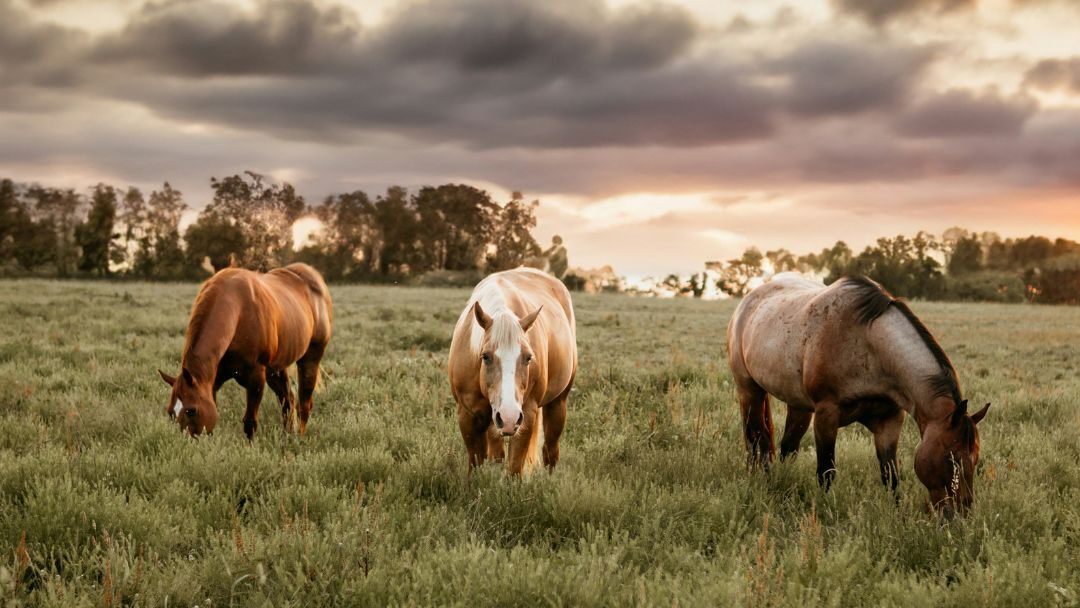 Texas Turnkey Ranch | Eliminate the Risk of Operating Your Ranch