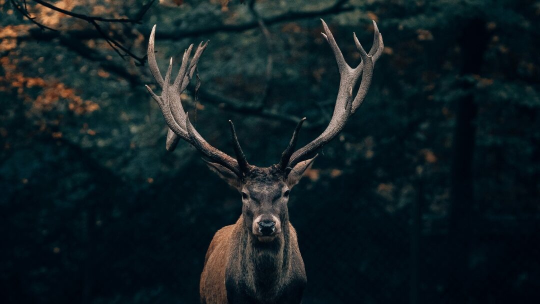 Habitat management in exotic deer ranching, ensuring ideal environments for Axis and Sika deer in Texas