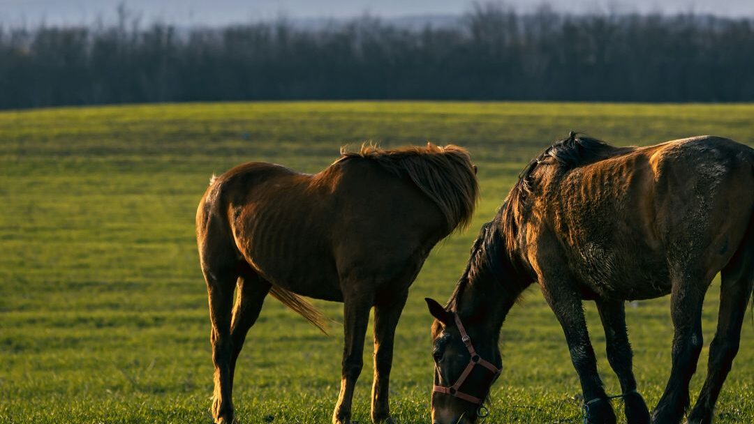 Texas Turnkey Ranch Management