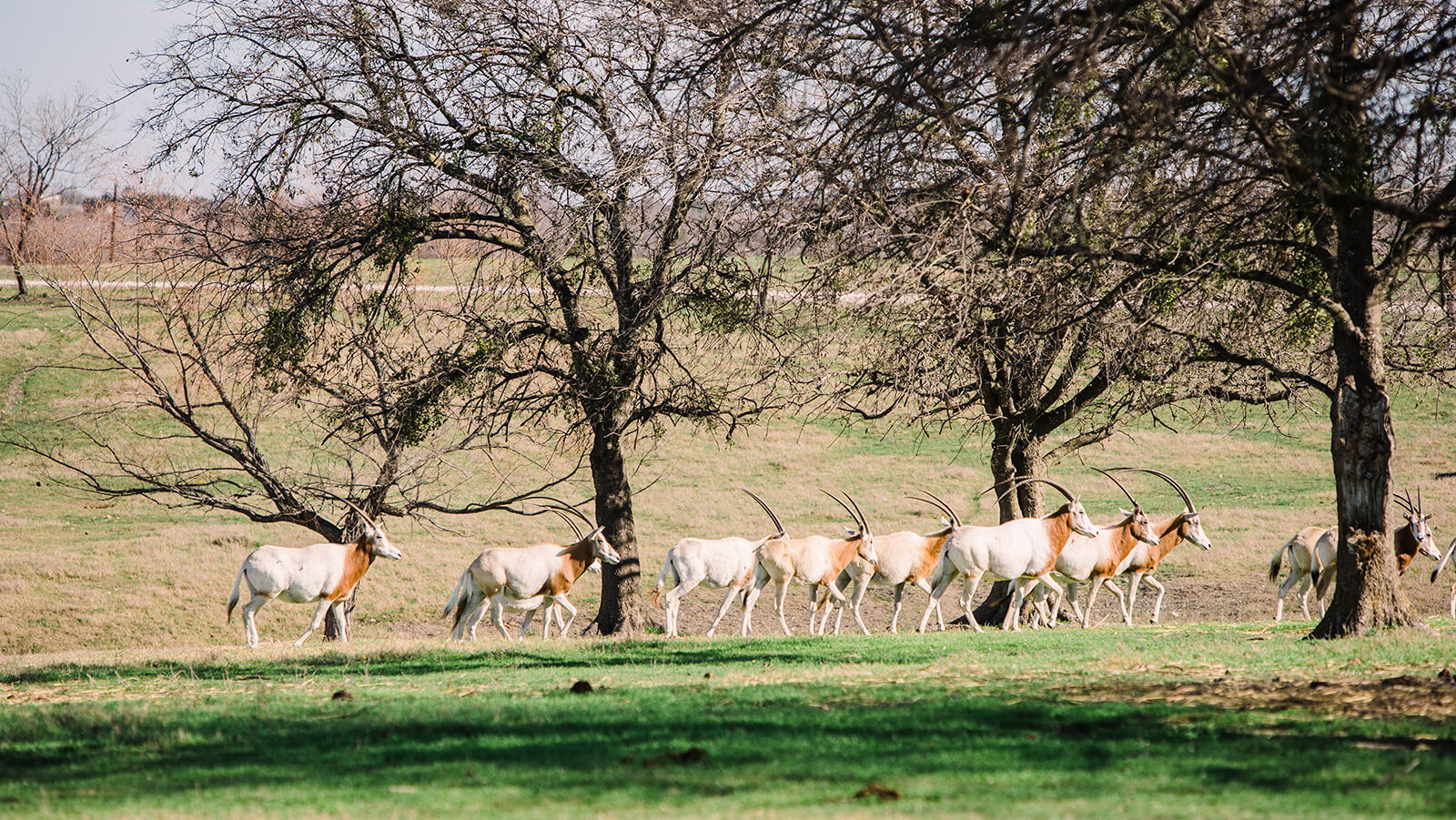 How Mulching Services Improve Sustainability on Ranch Properties