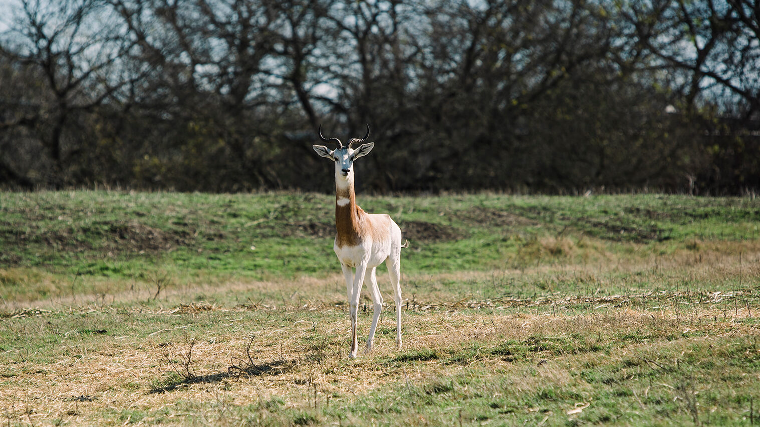 Ranch Sales in Texas |Texas Turnkey Ranch