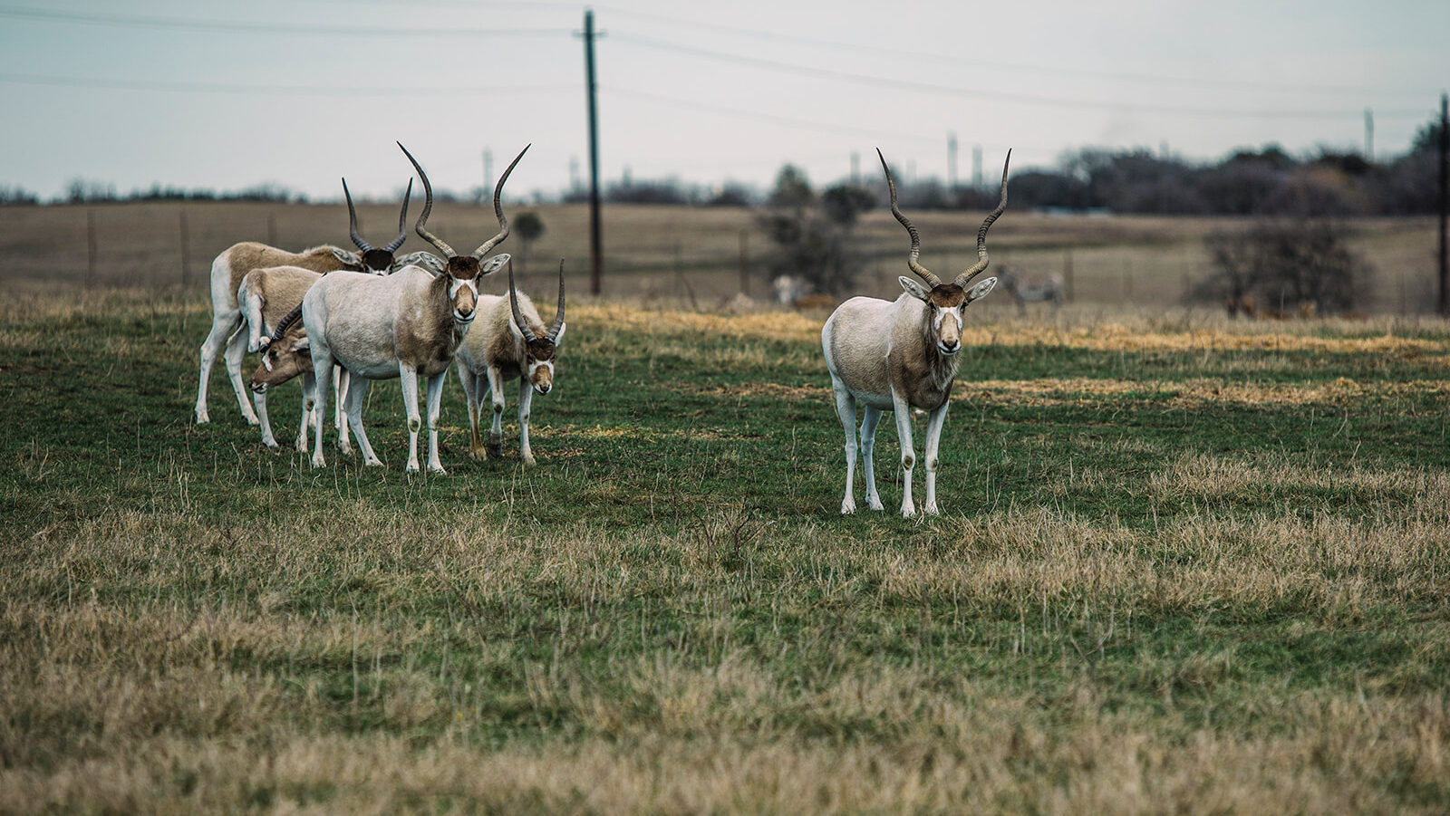 Exotic Game Ranches | Texas Turnkey Ranch