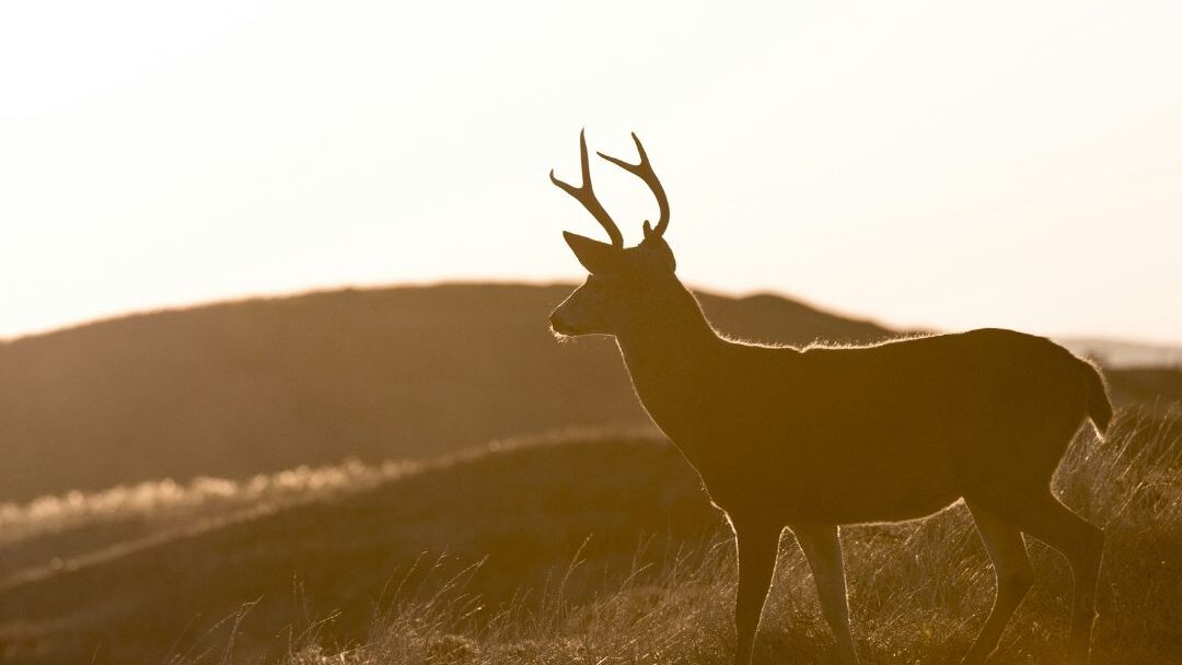 Texas Turnkey Ranch | Exotic Deer Camp