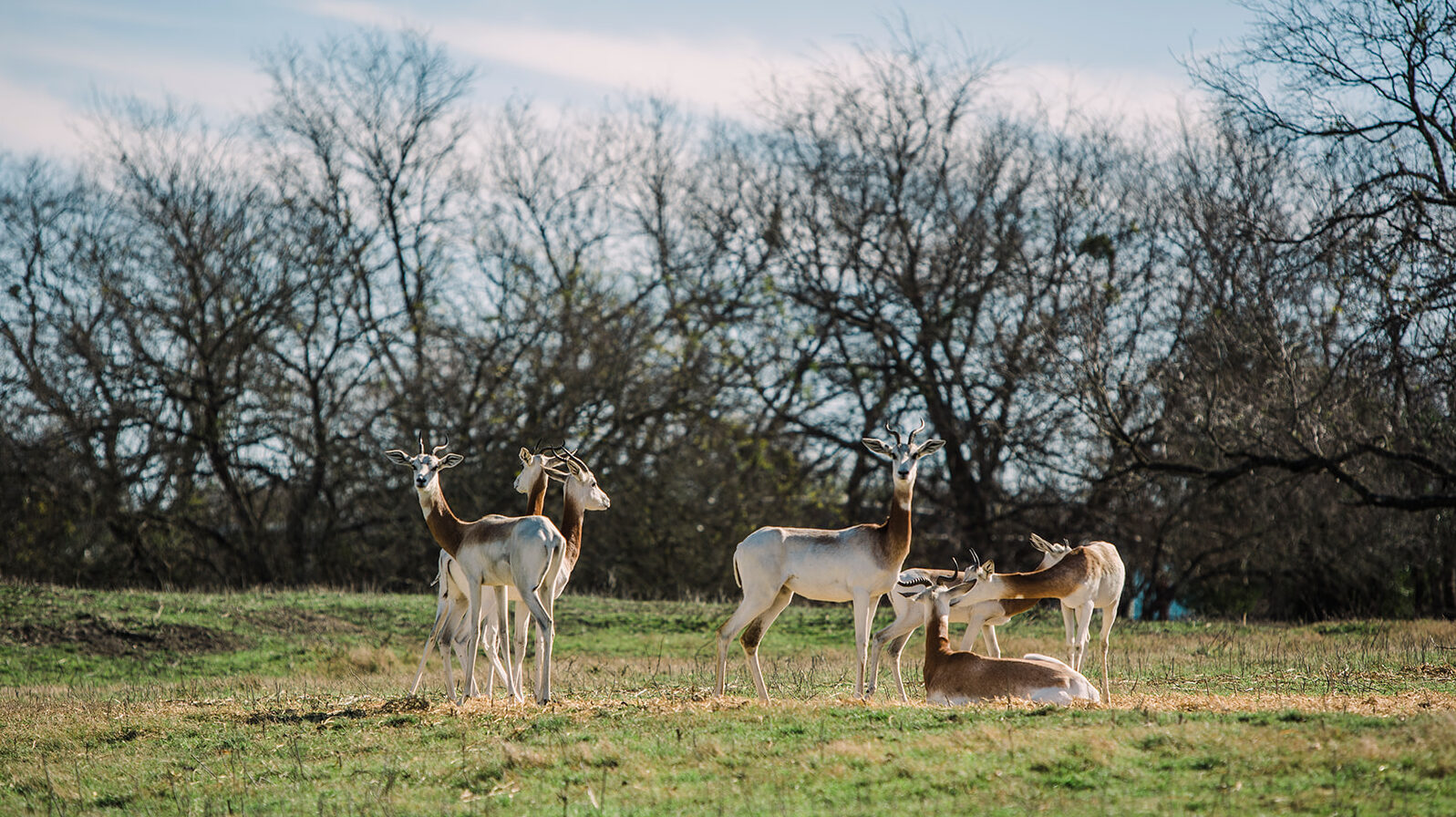 Ranch Operations